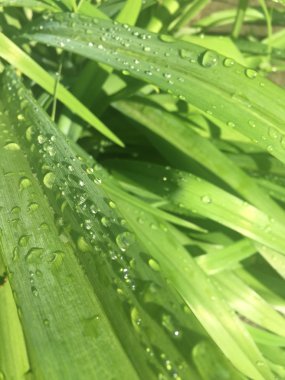 yeşil çimenlerin üzerinde mantar