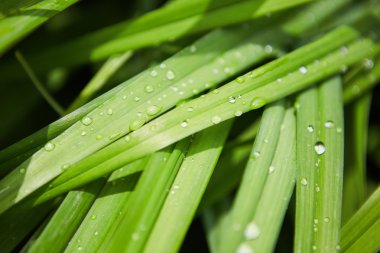 yeşil çimenlerin üzerinde mantar