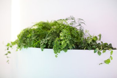 Ofiste yeşil bitki var.