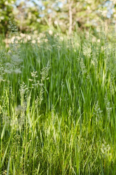 Muffa su erba verde — Foto Stock