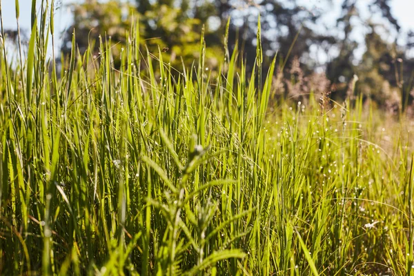 Muffa su erba verde — Foto Stock