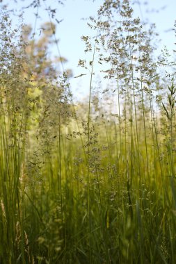yeşil çimenlerin üzerinde mantar