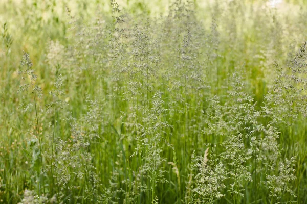 Muffa su erba verde — Foto Stock