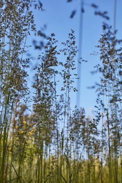 Mehltau im grünen Gras — Stockfoto