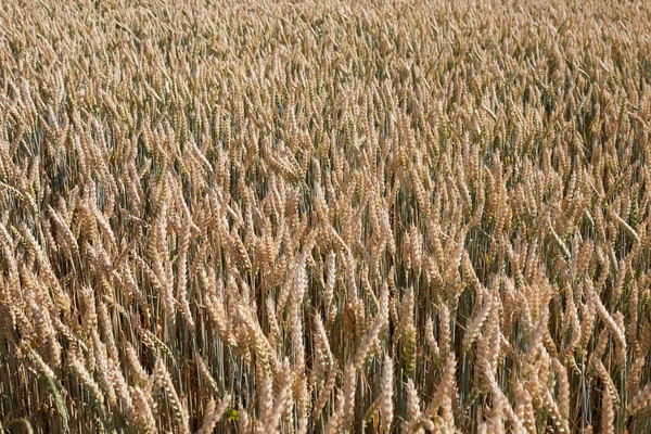 Wheat field. Ears of golden  close up