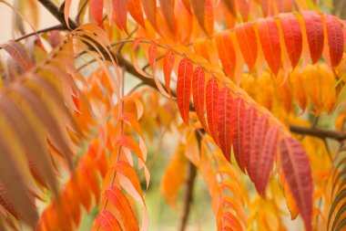 Renkli sonbahar yaprakları