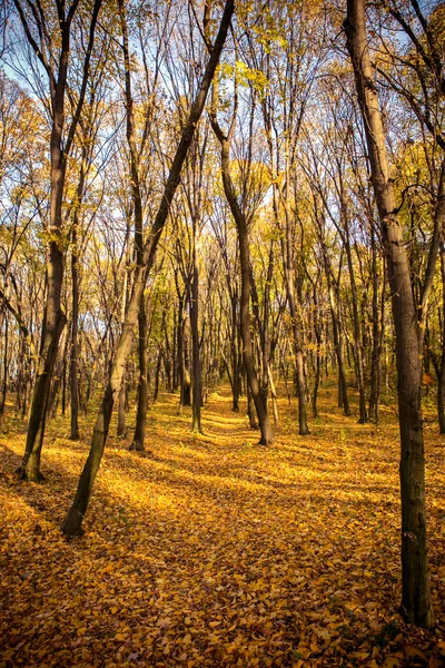 Bosque en colores otoñales — Foto de Stock