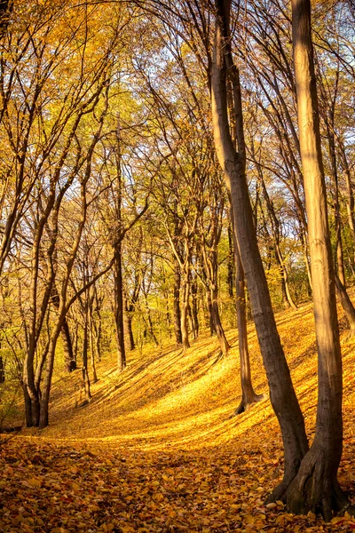 Bosque en colores otoñales — Foto de Stock