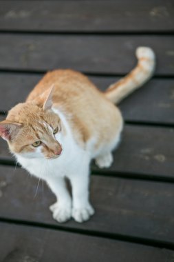 Güzel kırmızı beyaz kedi