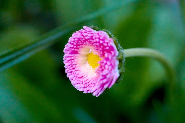 Fechar de uma margarida. Fundo desfocado. Dia da Primavera . — Fotografia de Stock