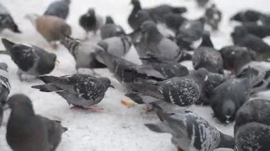 Güvercinler ekmek yemek