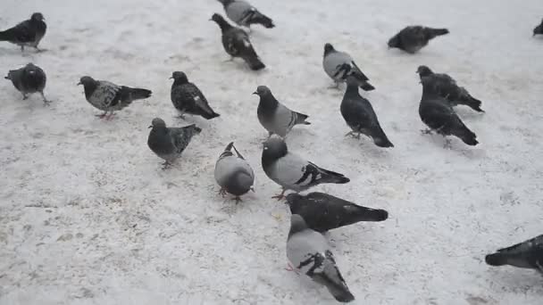 Pigeons mangeant du pain — Video