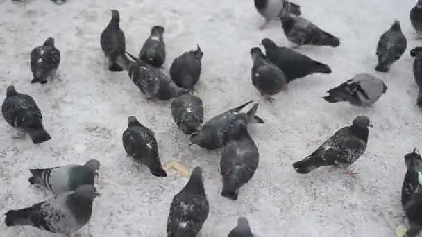 Palomas comiendo pan — Vídeo de stock