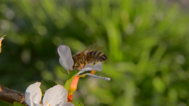 Abeja polinizando árboles con flores — Vídeos de Stock