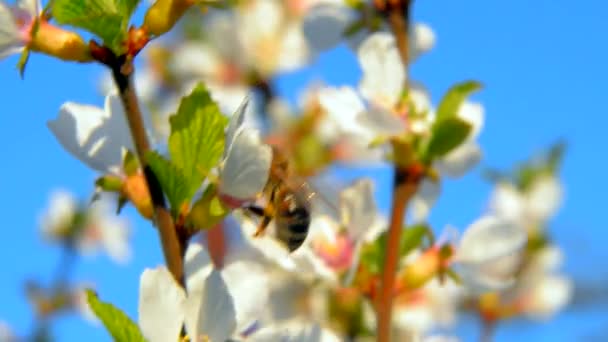 Bienen bestäuben blühende Bäume — Stockvideo