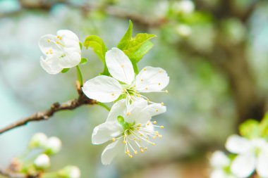 Bahar güzel kiraz çiçeği. Çiçeği ağaç doğa arka plan üzerinde. Bahar çiçekleri. Bahar arka plan