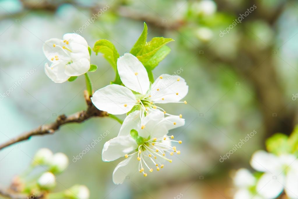 beautiful cherry blossom in spring. Blossom tree over nature background. Spring flowers. Spring Background