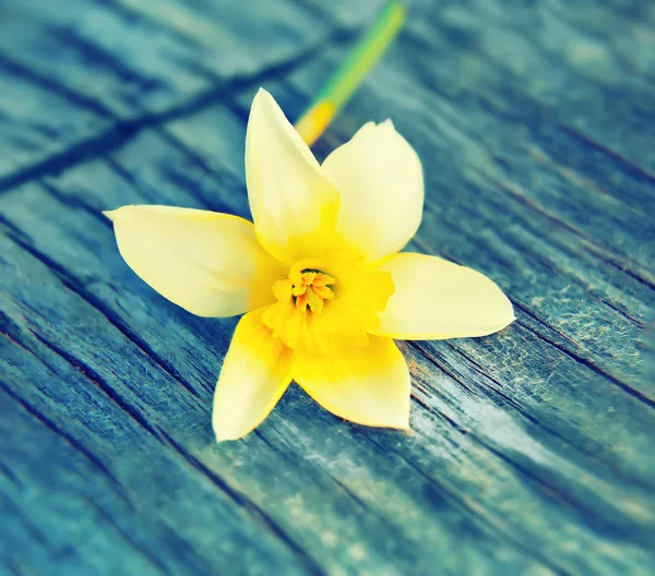 Bilden våren blomma narcissus påskliljor — Stockfoto