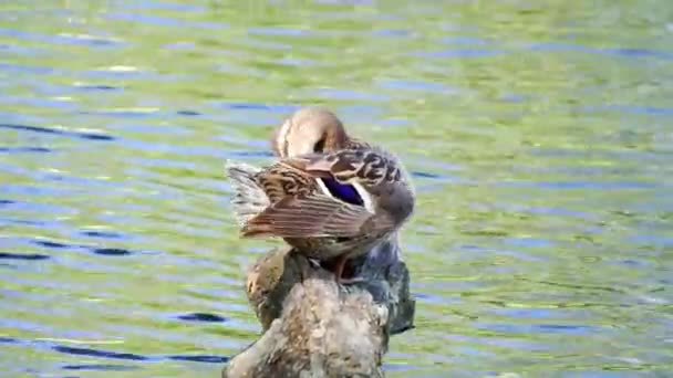 Ente auf einem Baumstamm — Stockvideo