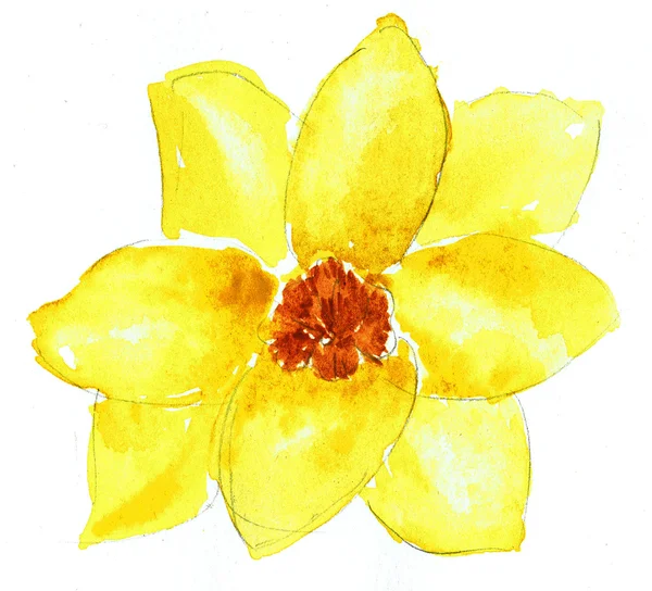 Акварельная иллюстрация стилизованного цветка Нарцисса. Цветовая иллюстрация цветов в акварели . — стоковое фото