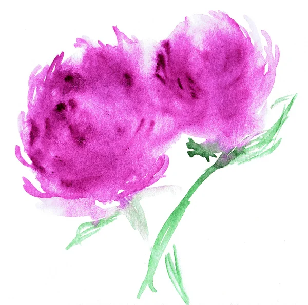 Akvarell illustration av stiliserade Astra blomma. Färg illustration av blommor i akvarell målningar. — Stockfoto