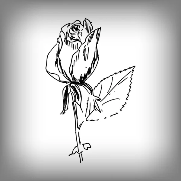 ベクターのバラの花。手のイラスト。白黒図面. — ストックベクタ