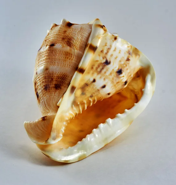 Coque de mer sur fond blanc. Coquille spirale tachetée . — Photo