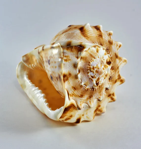 Cáscara marina sobre fondo blanco. Concha espiral manchada . — Foto de Stock