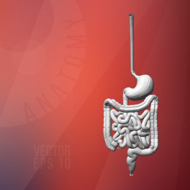 The human digestive system. The stomach, intestines, rectum. Polygonal vector three-dimensional illustration. Linear color background. The anatomical structure of the human. Medical scheme.