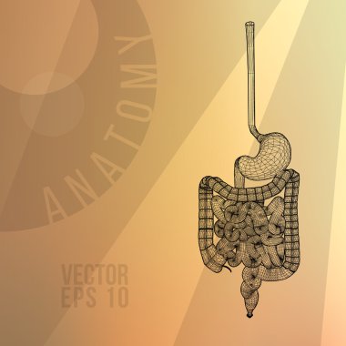 The human digestive system. The stomach, intestines, rectum. Polygonal vector three-dimensional illustration. Linear color background. The anatomical structure of the human. Medical scheme.