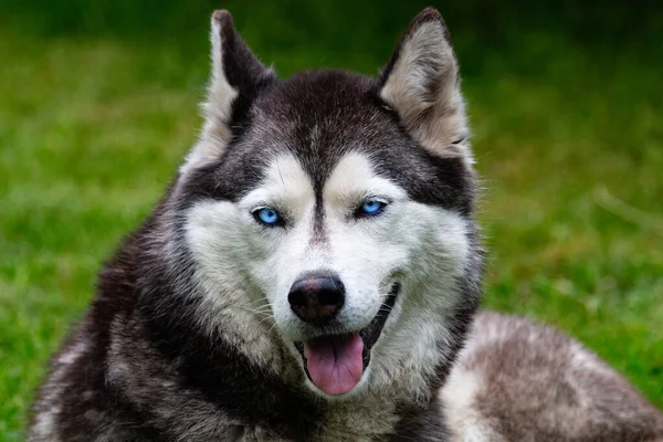 Erwachsener Schöner Husky Hund Ruht Sich Auf Dem Gras Aus — Stockfoto