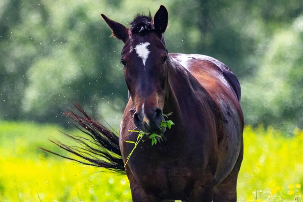 Erwachsene Schwarze Pferde Die Freier Wildbahn Grasen — Stockfoto