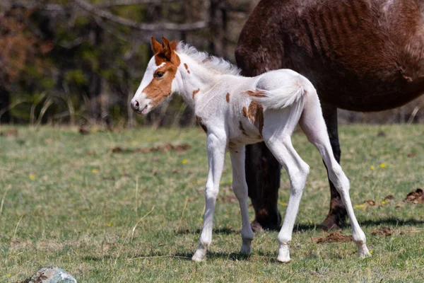 Veulentje Graast Wei Met Zijn Moeder — Stockfoto