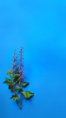 Mavi arkaplanda yeşil fesleğen yaprakları Duvar kağıdı için mükemmel.