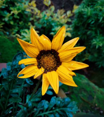 Ortasında siyah tohumlar olan ayçiçeği çiçekleri..