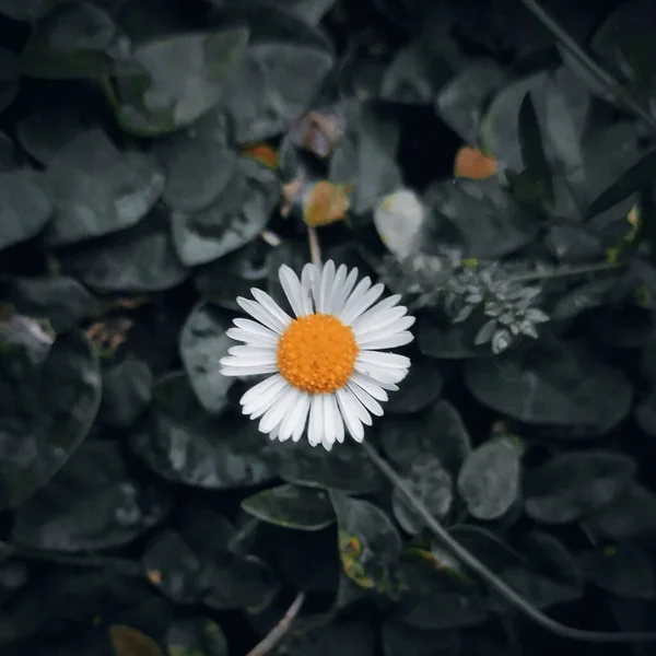 White Daisy Amidst Green Leaves — Stock Photo, Image