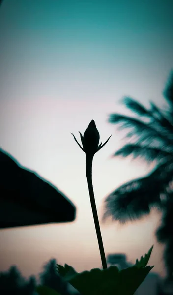 Hibiscus Bud Silhouette — 스톡 사진