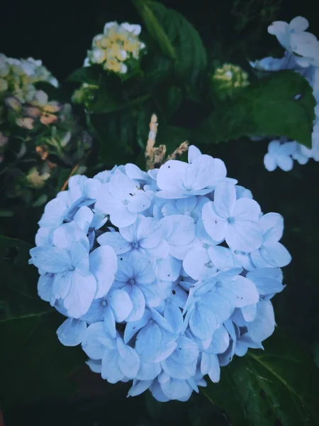 Francuskie Kwiaty Hortensji Ogrodzie Botanicznym — Zdjęcie stockowe