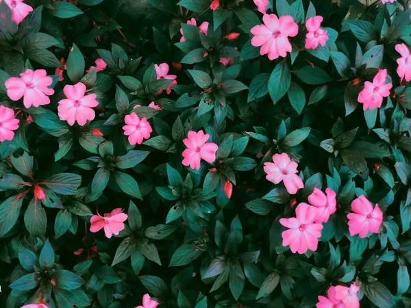 우거진 분홍빛 — 스톡 사진