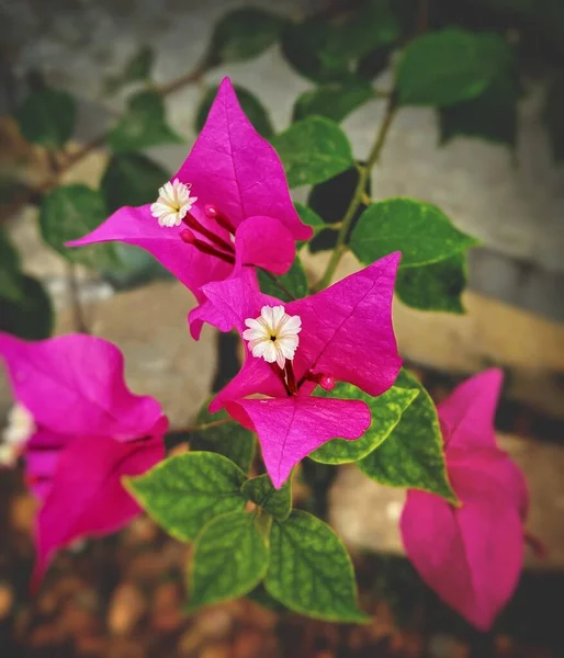 Rosa Bougainville Blommor Med Gröna Blad — Stockfoto