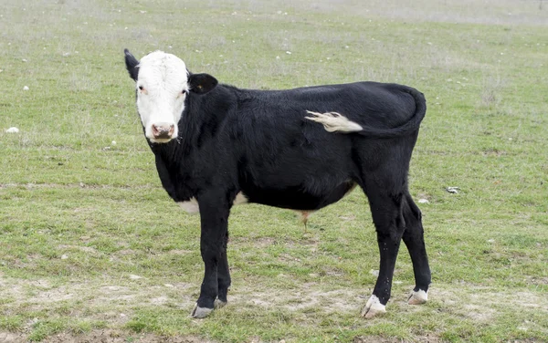 Black and white young  calf on meadow — Stock Photo, Image