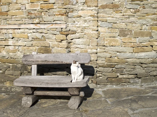 Jednooký Toulavá kočka odpočívá na lavičce — Stock fotografie