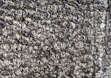 Gri beech bark portre  