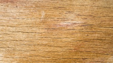 Kırık kayın gövde portre  