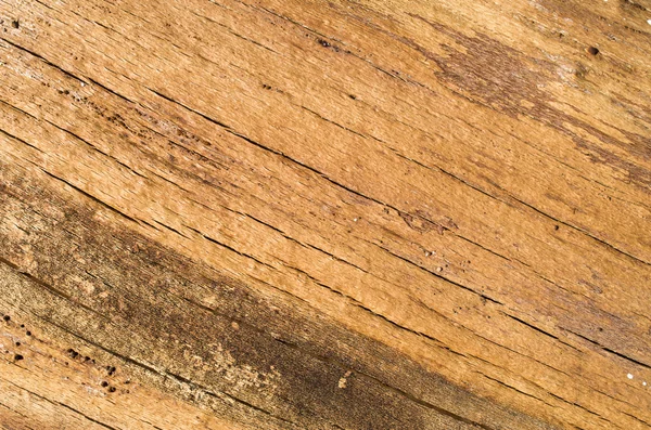 Rachado tronco de faia closeup — Fotografia de Stock