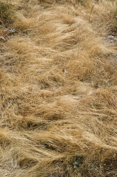Old Dry Yellow Grasses Closeu — Stock Photo, Image