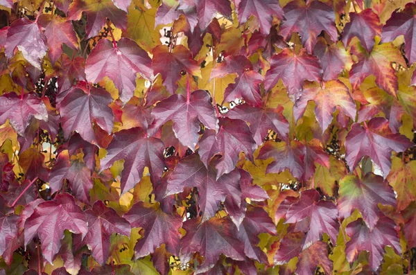 Decorative Bright Red Leaves Virginia Creeper Fal — Stock Photo, Image