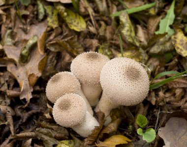 Many puffballs fungi in forest in Bulgaria, Europ clipart