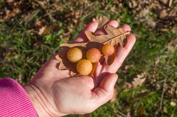 Manzana Roble Hiel Roble Sobre Hoja Roble Mano Humana Otoño —  Fotos de Stock