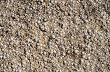 Bir sürü beyaz midyeli kumtaşı.